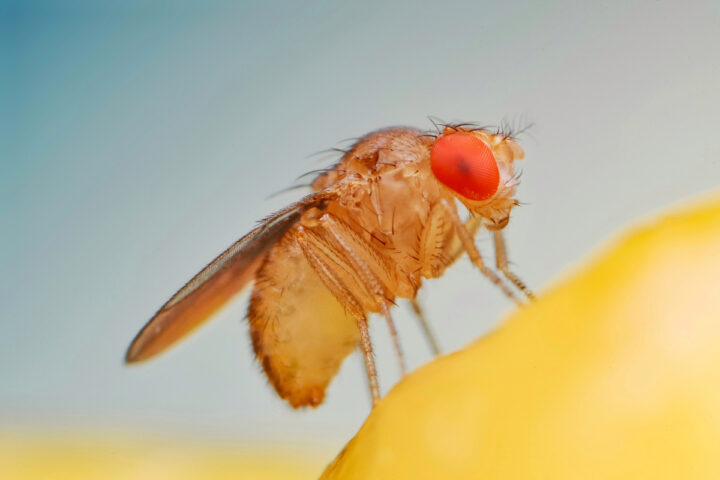 Die Genbearbeitung führt zu einer ersten induzierten Parthenogenese bei Fruchtfliegen, behaupten Forscher