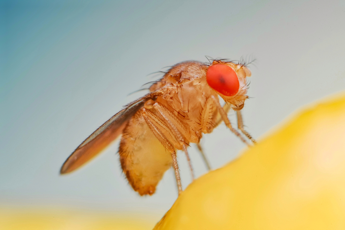 Die Genbearbeitung führt zu einer ersten induzierten Parthenogenese bei Fruchtfliegen, behaupten Forscher