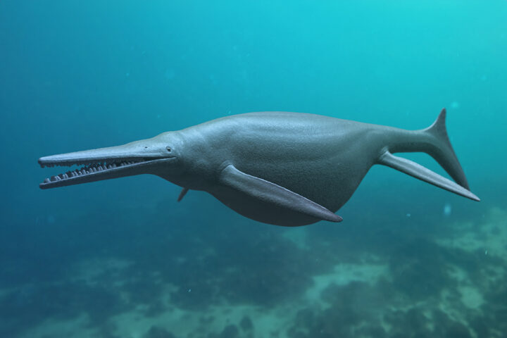 Fossilien zeigen, dass alte Meeresreptilien eine walähnliche Fütterungstechnik verwendeten