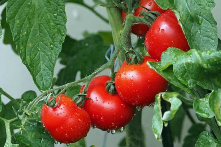 der-kuriose-fall-des-vermissten-tomaten-eines-raumbahnhofs-geheimnis-gelöst