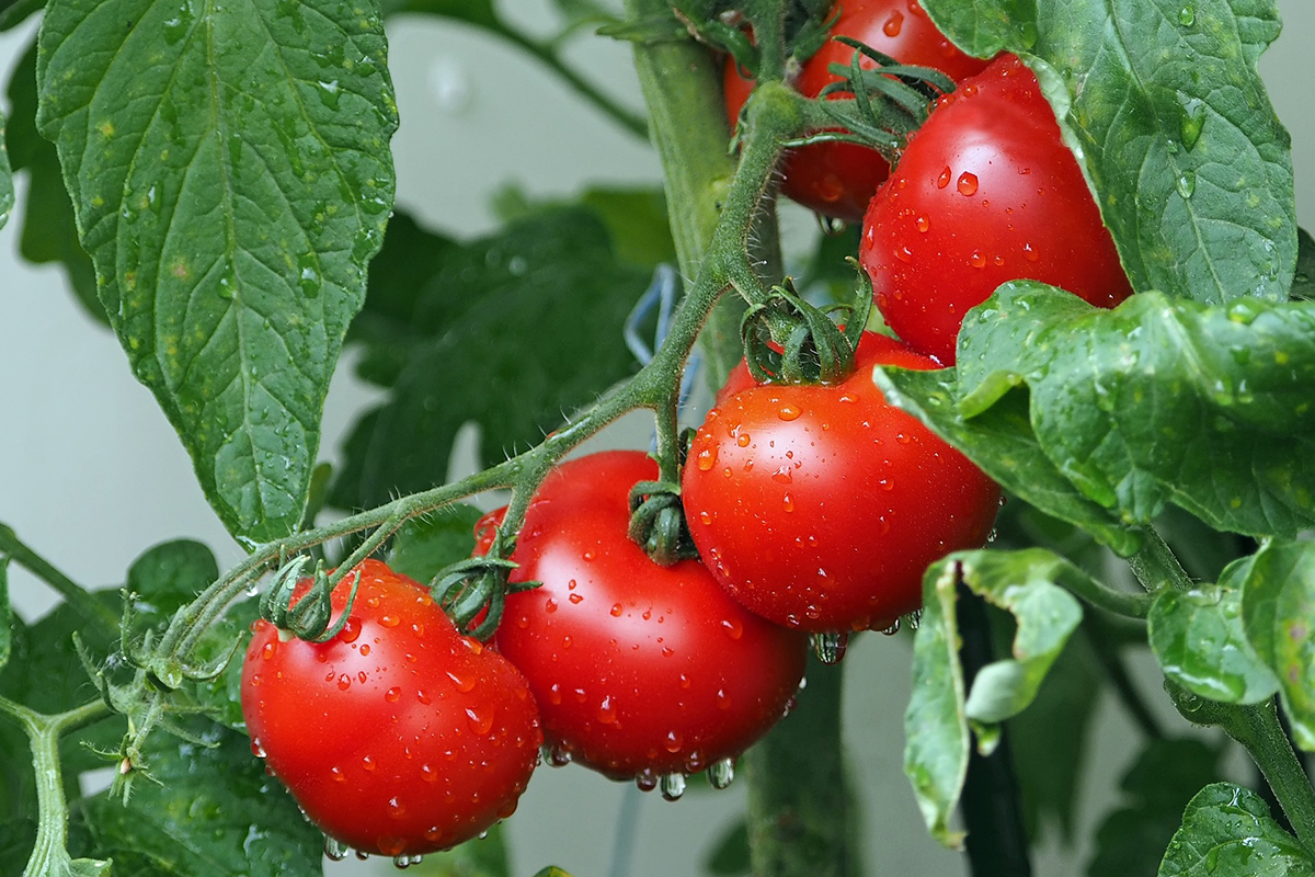 der-kuriose-fall-des-vermissten-tomaten-eines-raumbahnhofs-geheimnis-gelöst